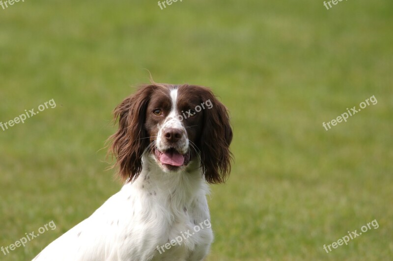 Dog Springer Spaniel Pet Animal