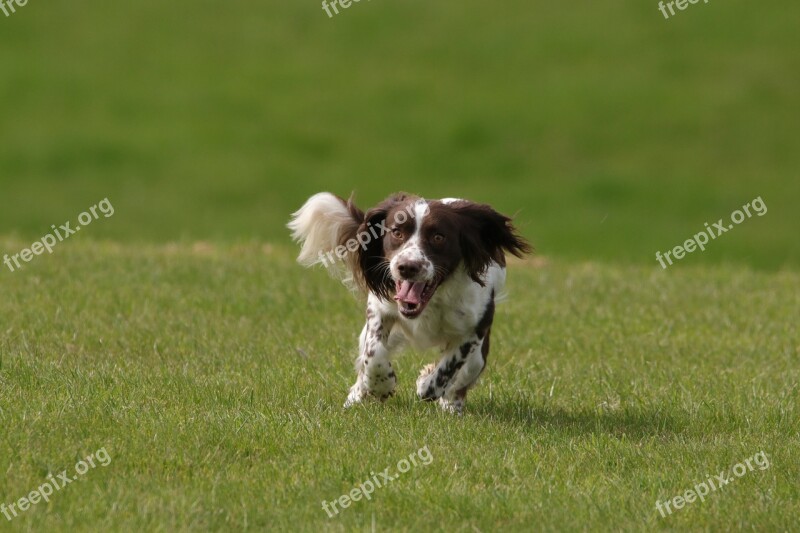 Dog Springer Spaniel Pet Animal