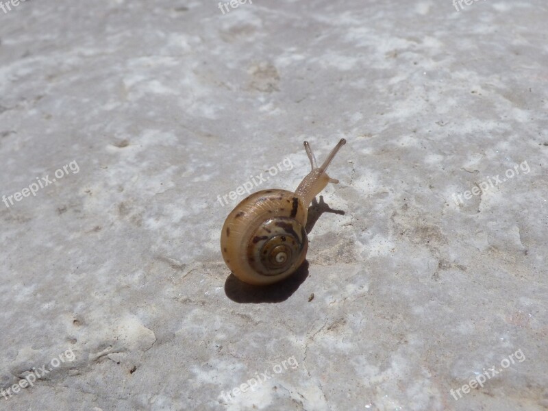 Snail Rock Small Tiny Difficulty Free Photos