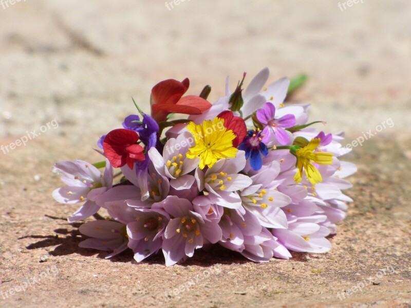 Flowers Wild Flowers Corsage Still Life Beauty