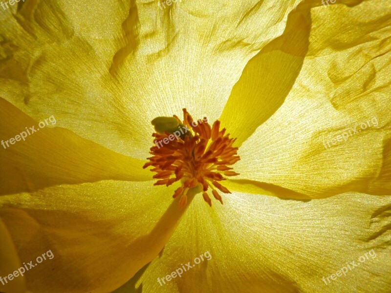 Flower Petals Pistils Stamens Background