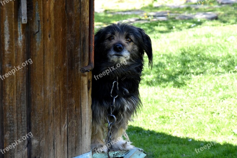 Dog Village And The Tramp Animal Wooden Cottage