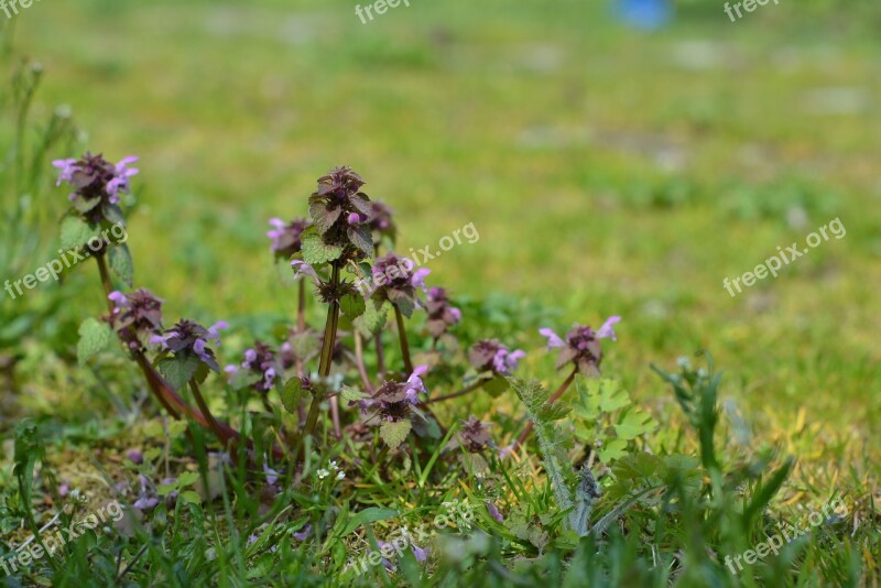 Nettle Pink Weed Plants Plant Lawn