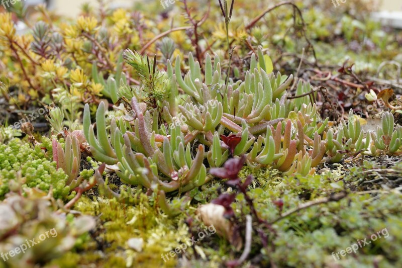 Stone Crop Nature Close Up Green Plant