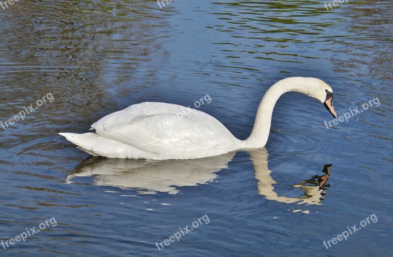 Swan Bird Water Bird Animal White