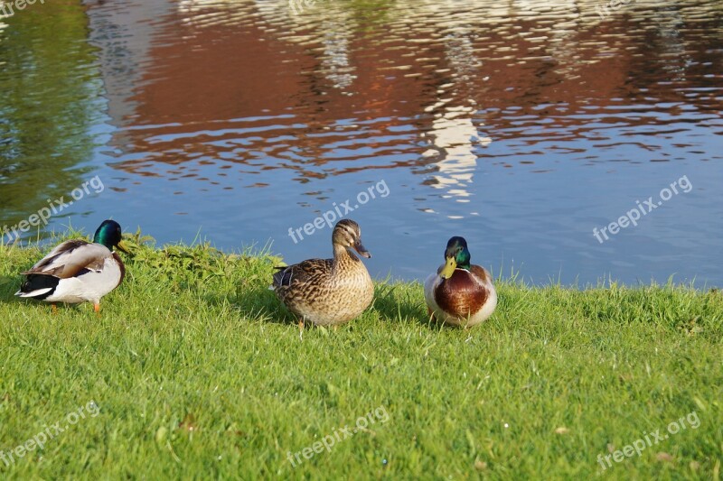 Ducks Waterfowl Bird Poultry Animal