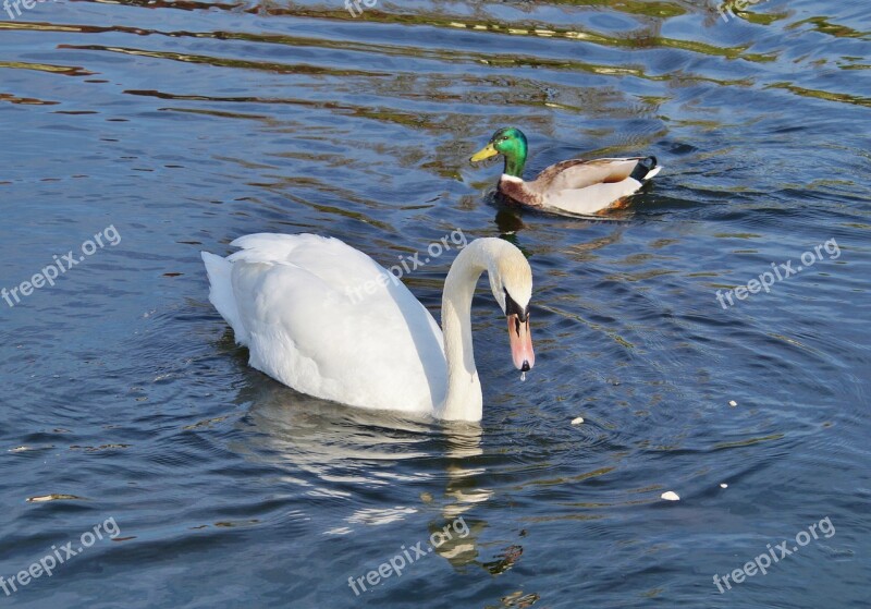 Swan Bird Water Bird Animal White