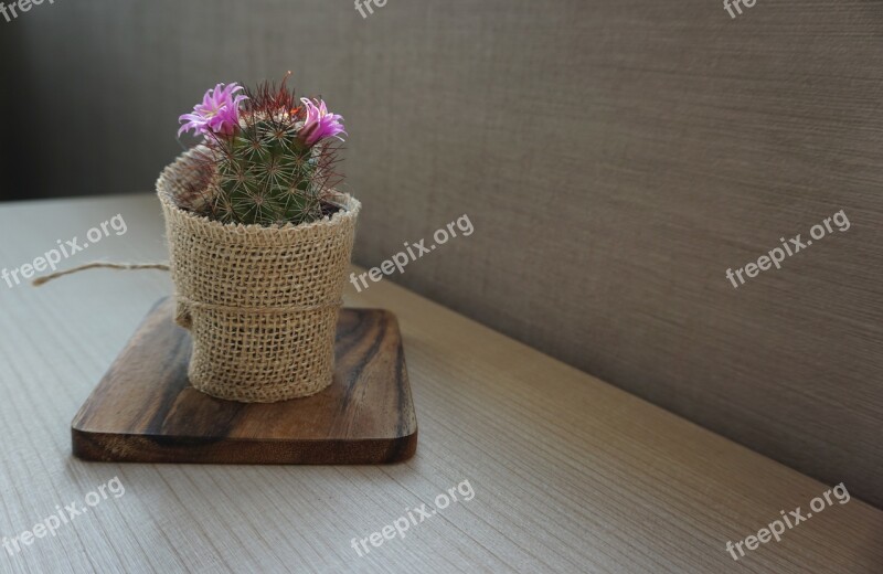 Cactus Plant Flowers Home Succulent