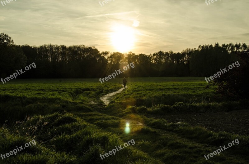 Forest Evening Walk Sun Landscape