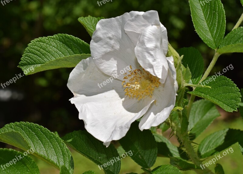 White Rose Rugosa Rose Flower Blossom Bloom