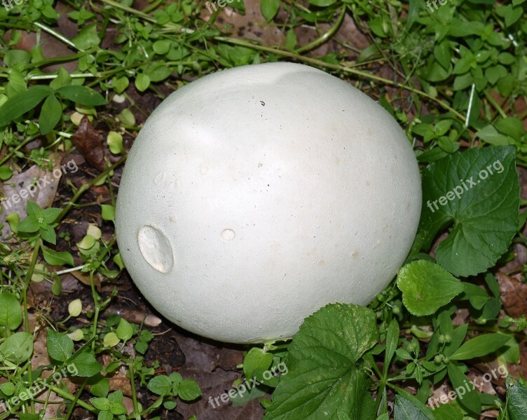 Puffball Fungus Fungi Grapefruit Size Plant