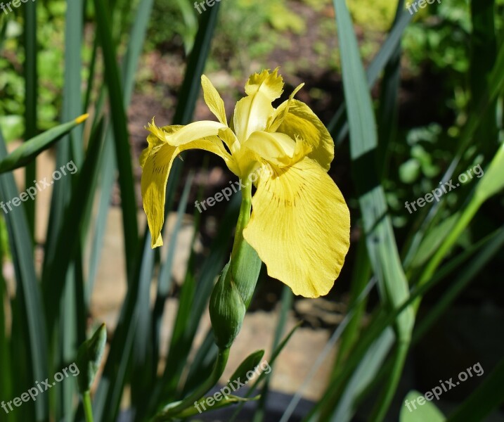 Yellow Iris Swamp Iris Flower Blossom Bloom