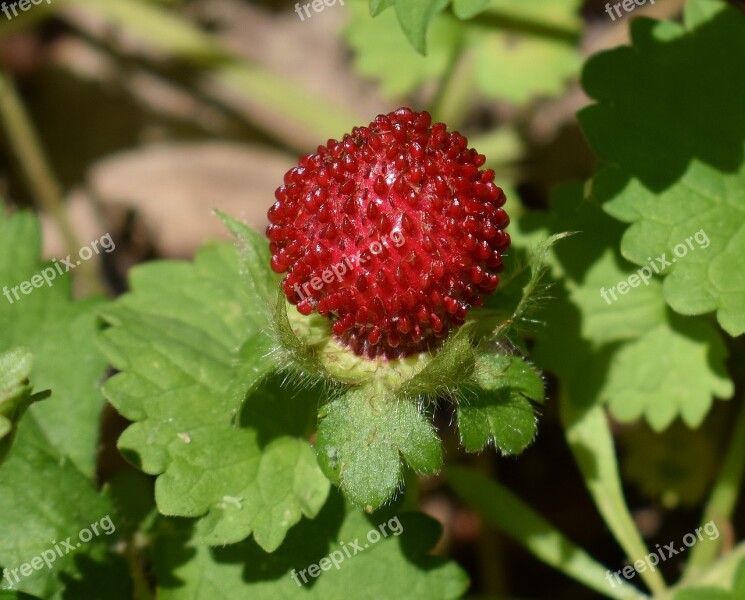 Ripe Indian Strawberry Wild Strawberry Fruit Edible