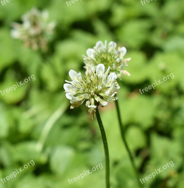 Clover Blossom Bloom Plant Nature