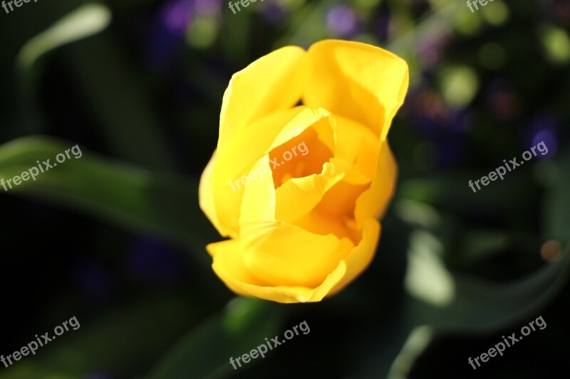 Spring Tulip Yellow Flower Blossom