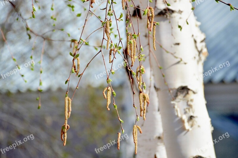 Birch Earrings Trees Nature Spring