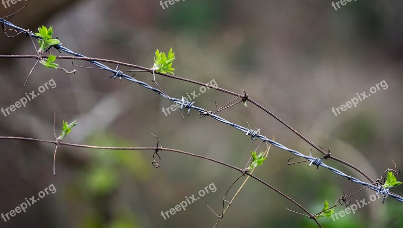 Barbed Wire Plant Entwined Entangled