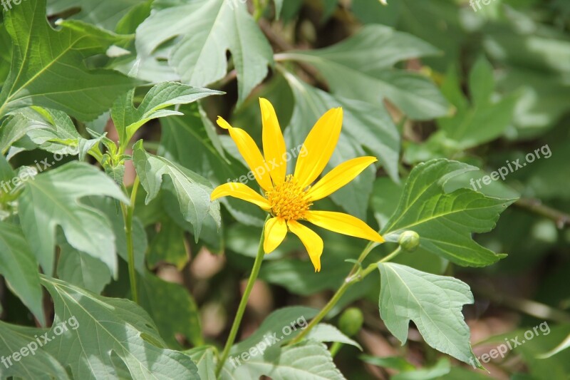 Hand Of God Phytotherapy Medicinal Plant Sergipe Brazil