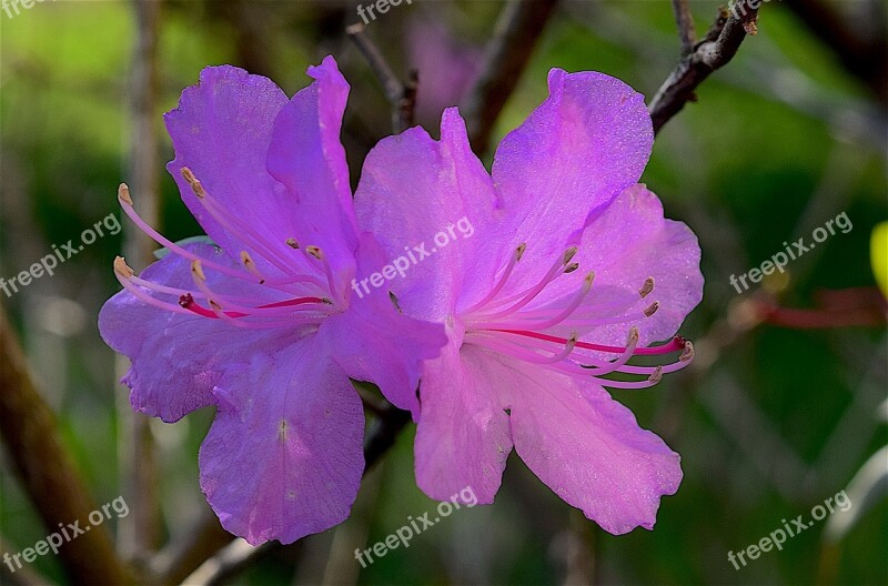 Flower Azalea Spring Bloom Pink