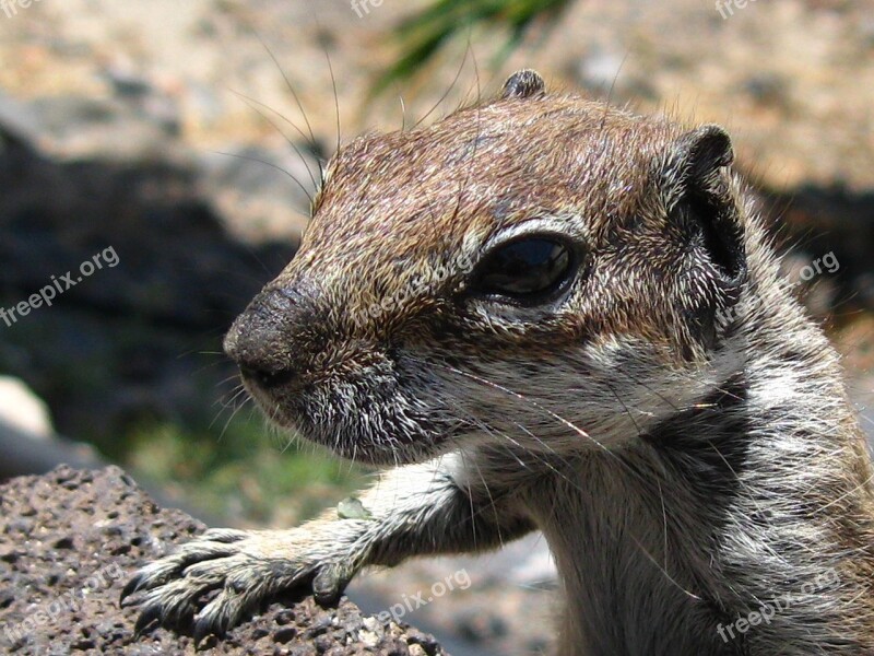 Chipmunk Nager Cute Croissant Nature