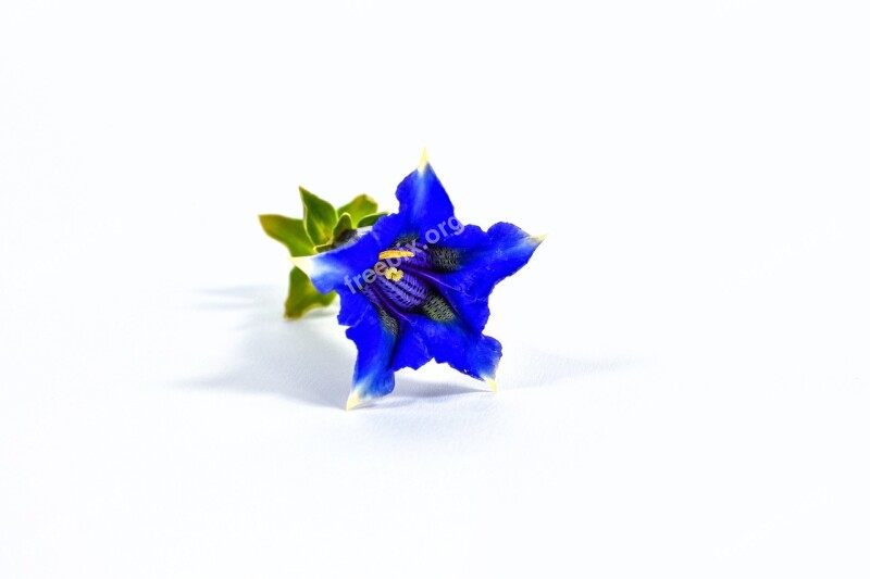 Gentian Blue White Blossom Bloom