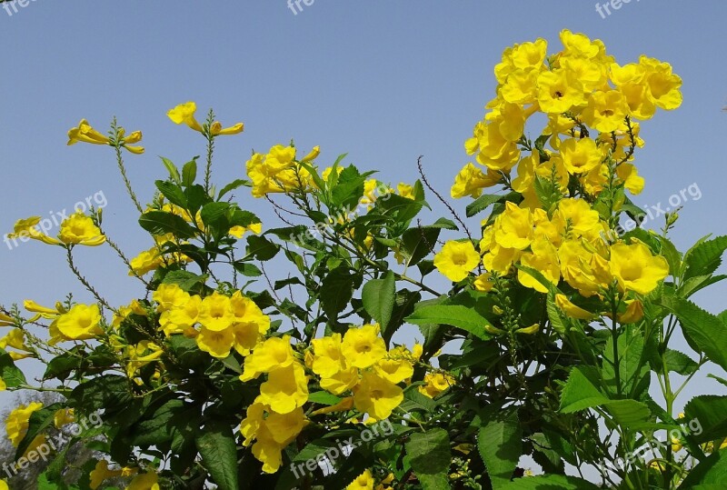 Flower Yellow Chestnutleaf Trumpetbush Tecoma Castanifolia Bignoniaceae