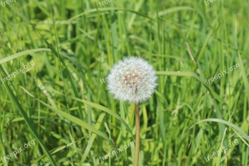 Dandelion Seed Head Grass Taraxacum Weed