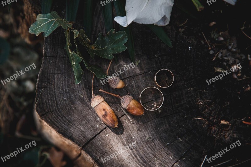 Tree Wedding Rings Acorns Jewelry On The Street