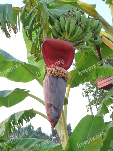 Banana Banana Plant Tropics Banana Shrub Tropical