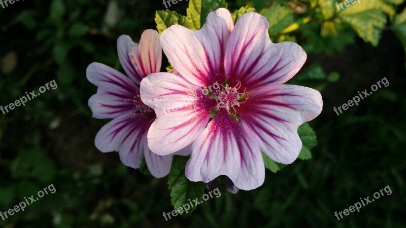 Malva Flower Nature Blossom Garden