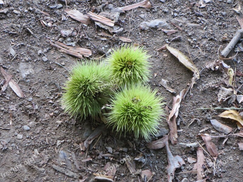 Chestnut Maroni Hedgehog Fruits Autumn