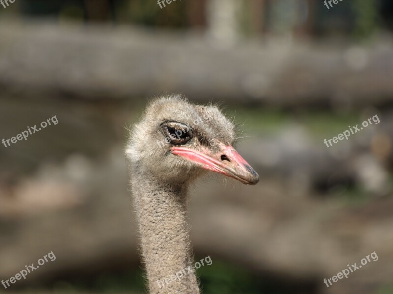 Ostrich Zoo The Head Of The Closeup Free Photos