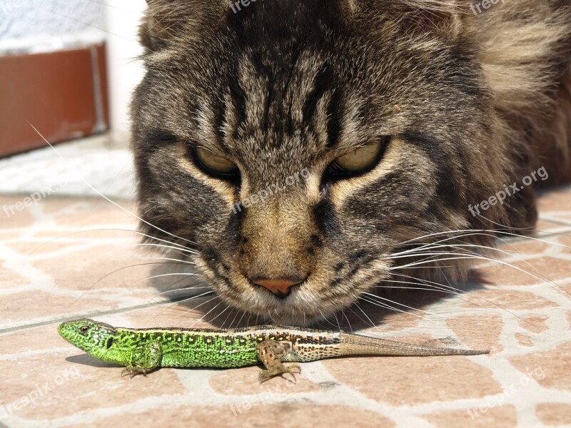 Cat The Lizard Observation Free Photos