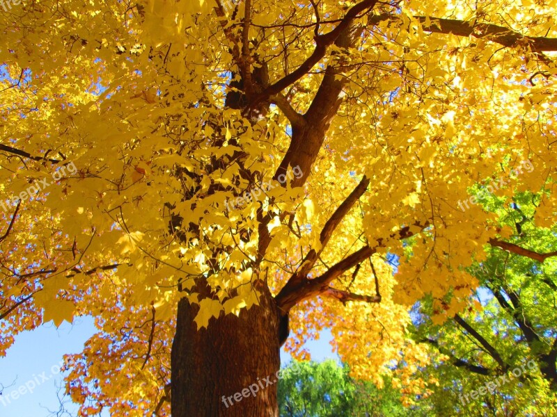 The Crown Of The Tree Yellow Leaves Sky Autumn Autumn Colors