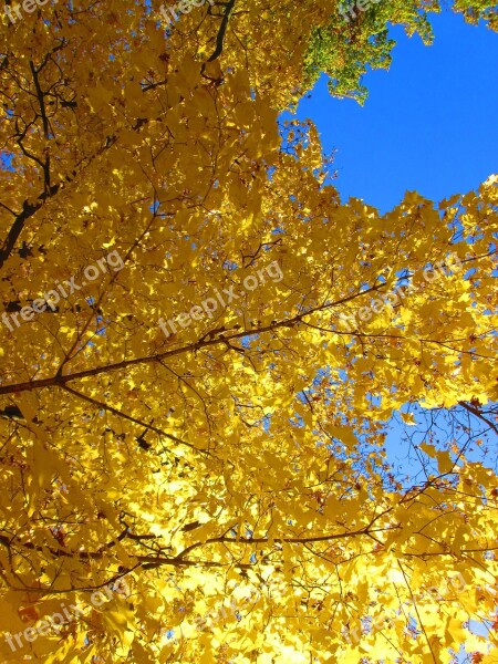 The Crown Of The Tree Blue Sky Autumn Autumn Colors Branches