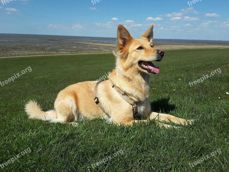 Dog Dog Training Hybrid Pet North Sea