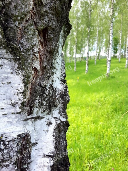 Birch Bark Tribe Log Tree Bark