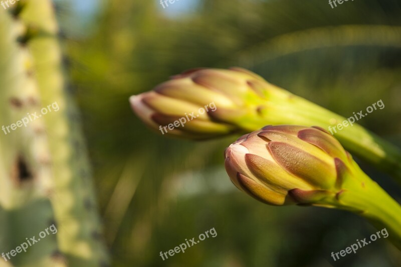 Cactus Blossom Croatia Macro Cactus Blossom