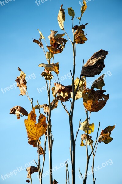 Autumn Leaves Golden Autumn Fall Foliage Nature