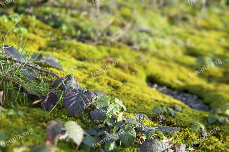 Nature Moss Plant Green Macro