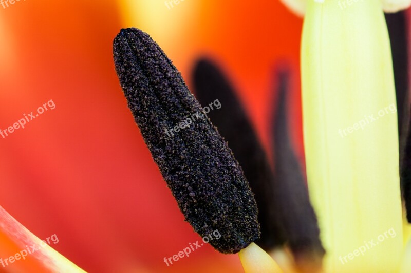 Tulip Plant Detail Flower Detail Of The Flower