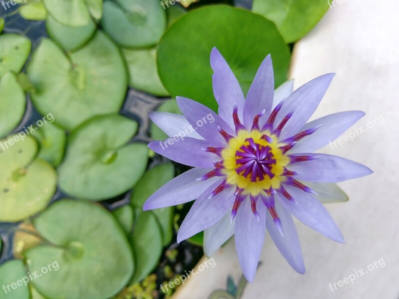 Lotus Pond Purple Water Lotus Buddha