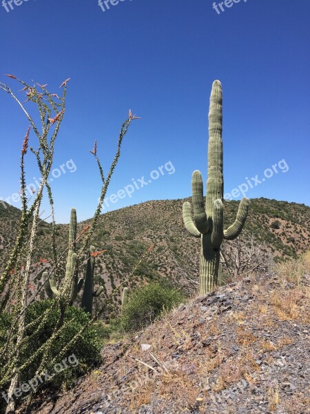 Arizona Desert Saguaro Landscape Nature