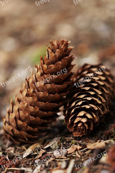 Pinecone Wood Nature Outdoor Forrest