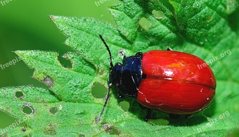 Nature Insect Forest Animals Garden