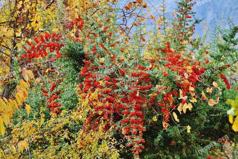 Tree Red Green Season Nature