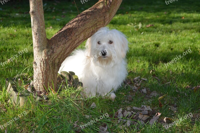 Dog Cotton Tulear Adult Female White Fur