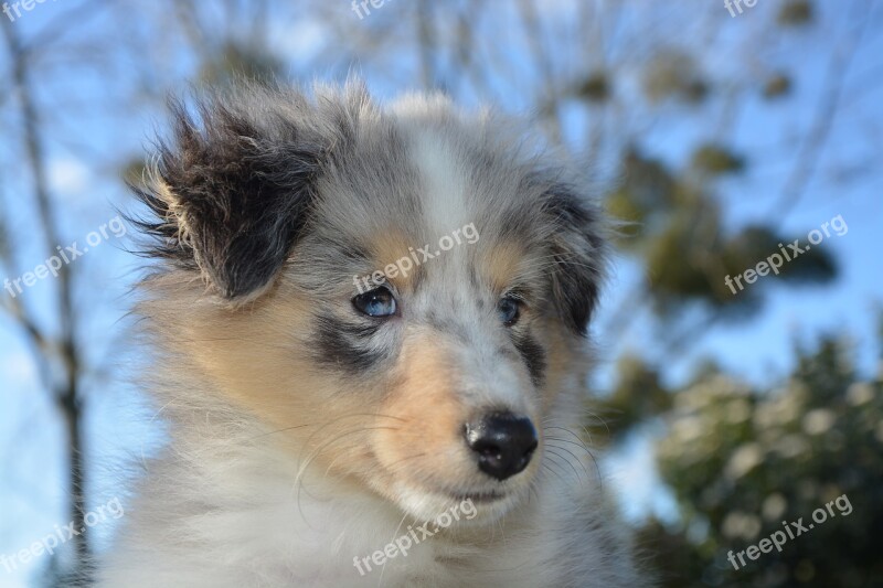 Dog Puppy Shetland Sheepdog Young Blue-merle