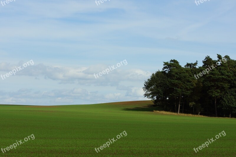 Landscape Forest Meadow Grove Of Trees Nature