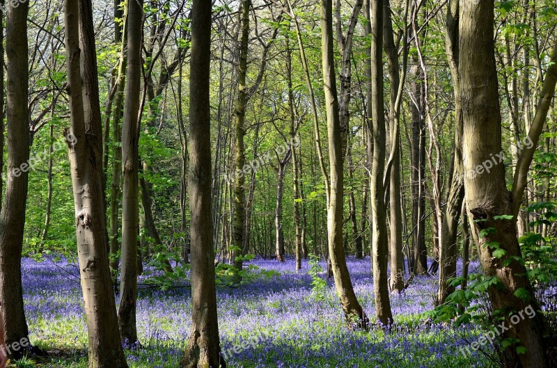 Bluebell Woods Rufford Park England Woods Forest